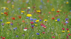 Wie pflege ich meinen Garten?