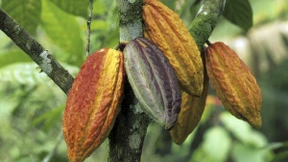 Die Bohnen von Belém