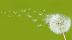 Der perfekte Fallschirm