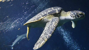 Hinter dem Gartenzaun am Strand