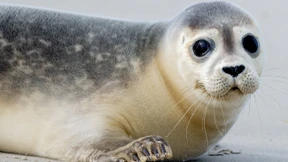 Robbe verendet bei Unfall mit Auto