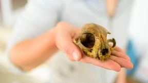 Ist Nürnberg viel älter als gedacht?