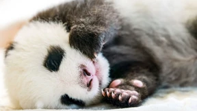 Panda-Zwillinge haben ersten großen Auftritt