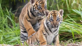 Baby-Tiger erkunden ihr Außengehege