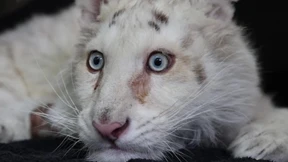 Weißes Tigerbaby kämpft ums Überleben