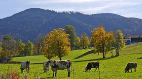 Das richtige Gefühl für Heimat siegt