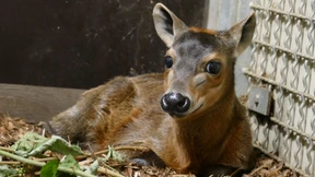 Der nächste Frankfurter Gelbrückenducker