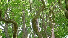 Baumstamm mit Stammbaum