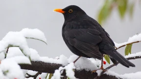 Wo sind Amsel, Drossel, Fink und Star?