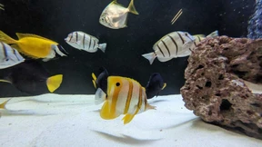 Fische aus zerborstenem Aquarium erholen sich gut