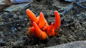 Australier entdeckt hochgiftigen Pilz