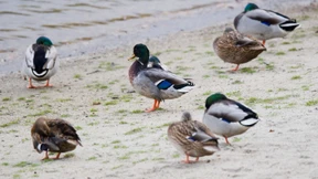 Die Vogelgrippe breitet sich in Deutschland aus