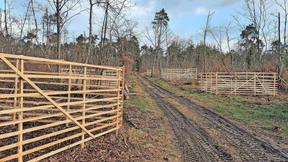 „Nester“ für den neuen Wald