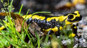 Gen-Archive für den Artenschutz