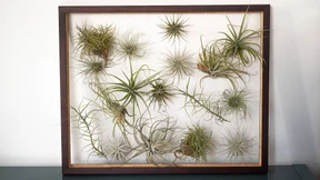 Mehr als Luft und Liebe