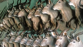 Schöne Tiere, hässliche Vorwürfe