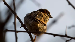 Haussperling wieder die Nummer eins
