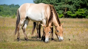 Die Przewalski-Pferde