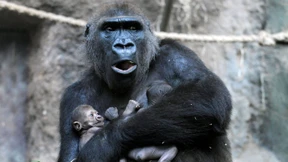 Gorilla-Junges starb an schwerer Infektion