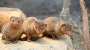 Wuseliger Nachwuchs im Opel-Zoo