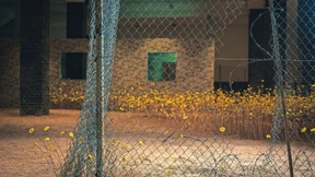 Die gelben Blumen von Pomfret