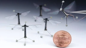 Eine Schmeißfliege ist doch keine Biene