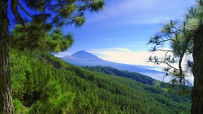 Neues Leben am Vulkan