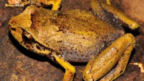 Von wegen große Sprünge