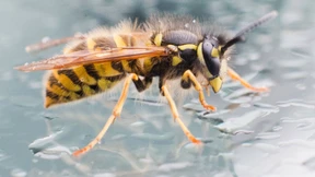 Sind es wirklich mehr Wespen geworden?