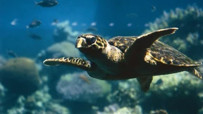 Tauchparadies Aqaba im Süden Jordaniens