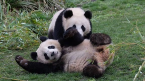 Berliner Pandazwillinge werden flügge