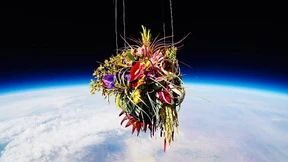 Bonsai ins All schießen, Blumen im Meer versenken