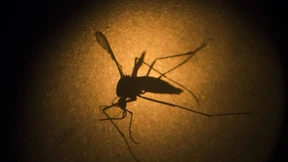 WHO sieht Olympia durch Zika nicht gefährdet