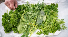 Beim Caterer gibt es die beste Grüne Soße in Frankfurt