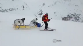 Wenn Hunde Schlitten fahren