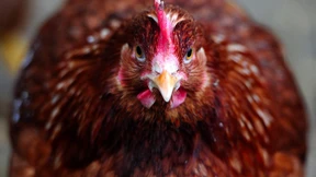 Wie ein Handelsstreit um Hühnchen Autos trifft