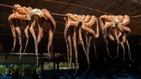 Ein Tank mit tausend Tieren