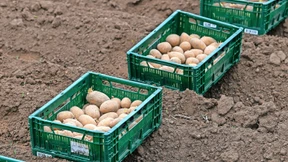 Knollen in der Krise