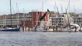 Delfin springt in Ostsee durchs Wasser