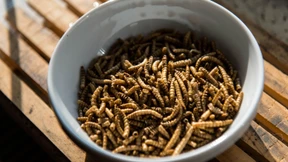 Grillen-Pudding und Mehlwurm-Croissant? Der Appetit kommt beim Essen