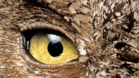 Wo ist nur die Weisheit hin?