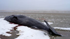 Vier in Dänemark gestrandete Pottwale sind verendet