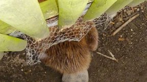 Biber bleibt in Gitter stecken