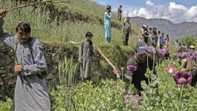 Die Taliban wollen weg vom Heroin