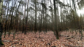 So viele tote Bäume wie noch nie