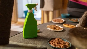 Rätselhafte Katzenkrankheit überfordert Tierheime