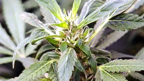 Cannabis-Züchter ruft selbst die Polizei