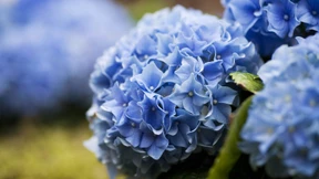 Als der Blauregen aus Japan kam