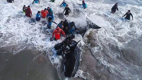 Schieb den Wal zurück ins Meer