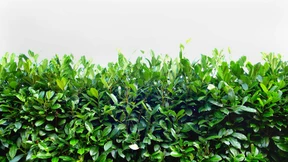 Aus Portugal oder Kanada: Hauptsache Kirschlorbeer